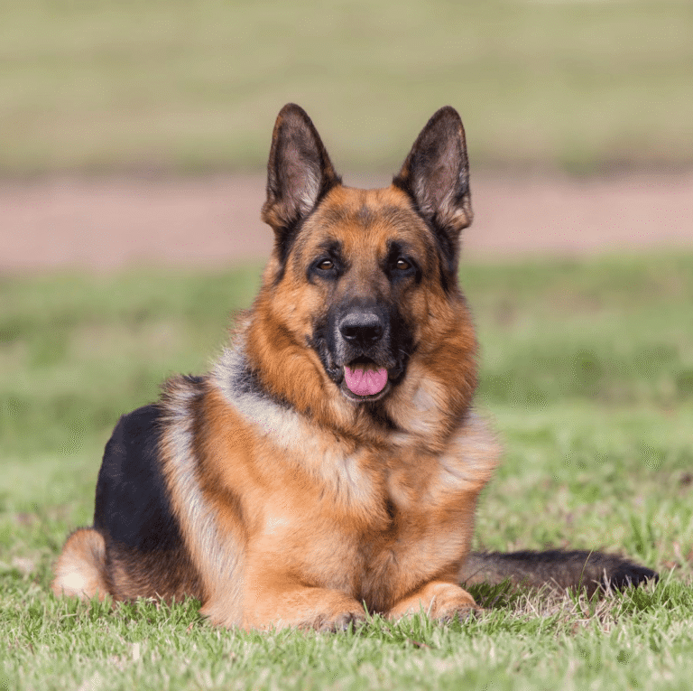 Guard Dog: Protector, Companion, and Trusted Partner